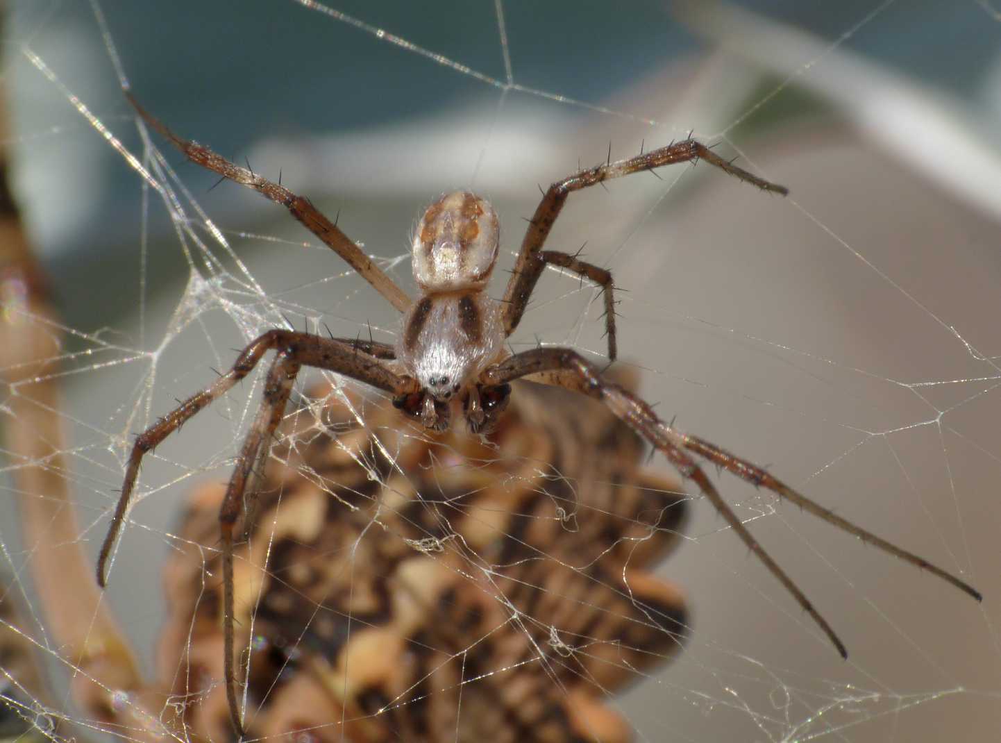 Maschio di Argiope lobata